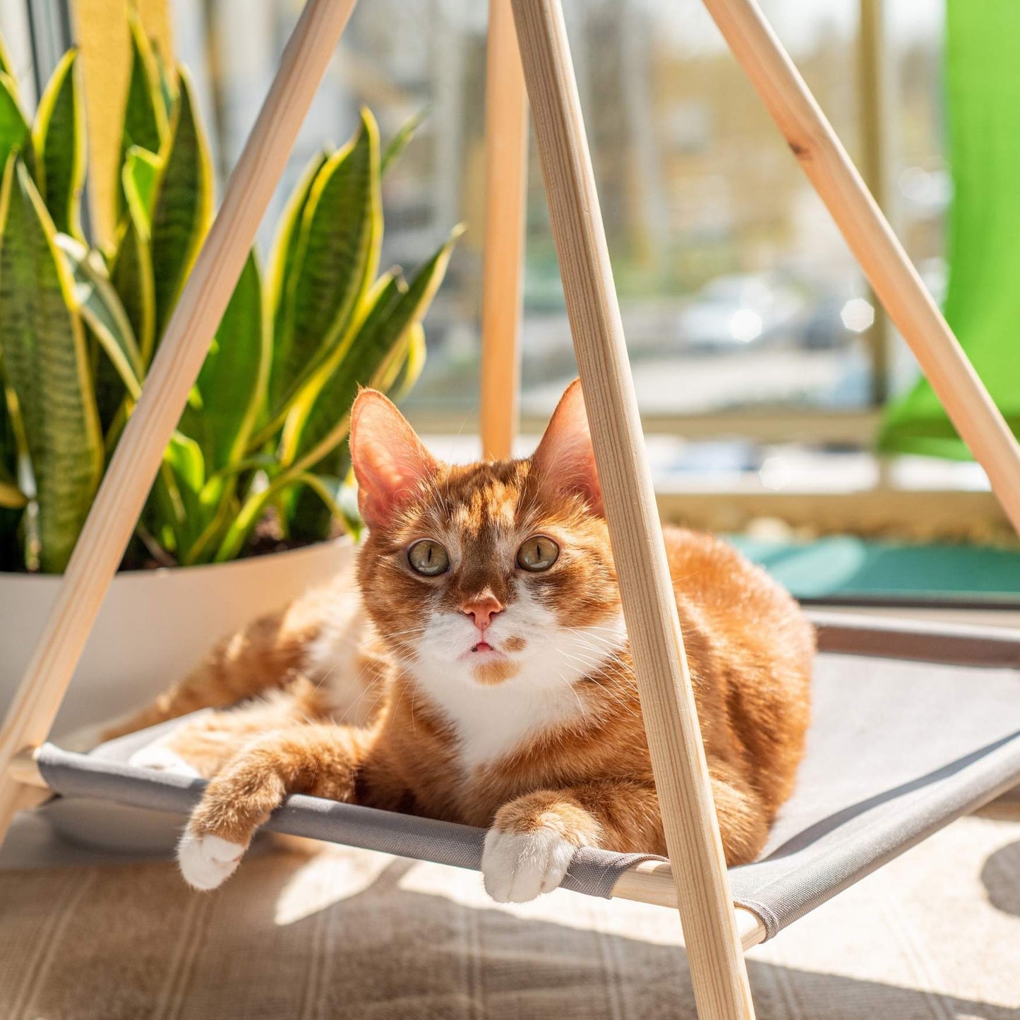 Holzzelt für Hunde & Katzen – stilvoller Indoor-Rückzugsort für kleine Haustiere